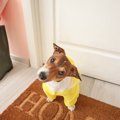 犬が『雨の日に散歩…
