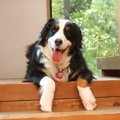 犬のストレスを解消…