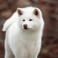 おかげ犬とは？歴史…
