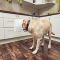 犬と暮らしていると…