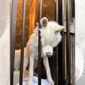 お風呂から脱走を試…