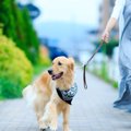 犬がお散歩中に誤飲…