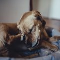 痒いだけ？犬が鼻を…