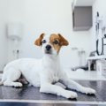 犬が緊張してしまう…