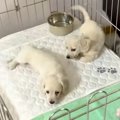『2匹の赤ちゃん犬』…
