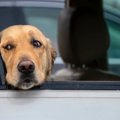 犬が『車酔い』して…