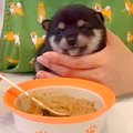 赤ちゃん犬に『初め…