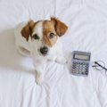 犬が年を取るスピー…