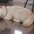 自分の手を枕に夢の…