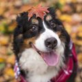 犬は猫よりも『頭脳…