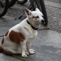 愛犬の長期間預かり…