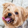 短頭種の犬は歯並び…