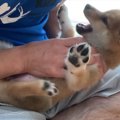 柴犬を飼って1年…飼…