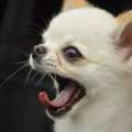 犬が『気分が悪い時…
