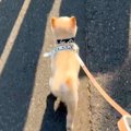 『置いていかないで……