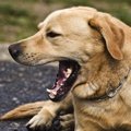 犬がしている『危険…