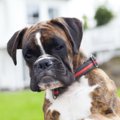 犬から絶対に愛され…