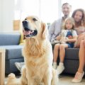 嫌われた？犬が素っ…