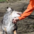 犬の『噛み癖』どう…