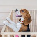 犬用ケージ、サーク…
