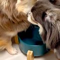 『お水を飲んでただ…