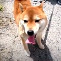 永遠の家族に出会う…