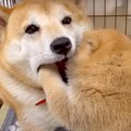 赤ちゃん犬の子育て…