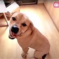 激ウマおやつで50kg…