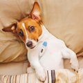 愛犬のバイタルチェ…