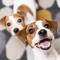 【枚方市】愛犬と行…