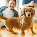 愛犬が飼い主の近く…