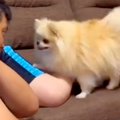 パパが『ママを叩く…