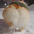 犬の『けしからんケ…