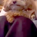 犬にアニメを見せて…