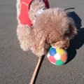しつけの第一歩！犬…