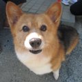 犬を連れているだけ…
