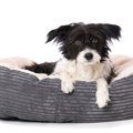 犬にとって不快な『…