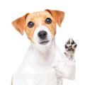 犬が『飼い主を呼ん…
