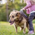 なぜ犬は散歩中にリ…