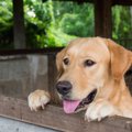 シェルターの保護犬…