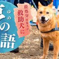 夢物語なんかじゃない！殺処分寸前だった犬が命を救う『災害救助犬』へ！