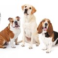 愛犬はどう？暑さに…