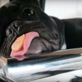 寝ている愛犬の舌の…