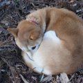 犬が低体温症になる…