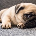 頑固な性格の犬がよ…