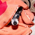 犬を怯えさせる飼い…