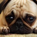 犬が元気を失う飼い…