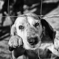 犬は不衛生な環境に…