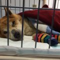寝たきり状態の老犬…