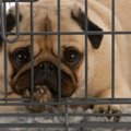犬がケージを噛む理…